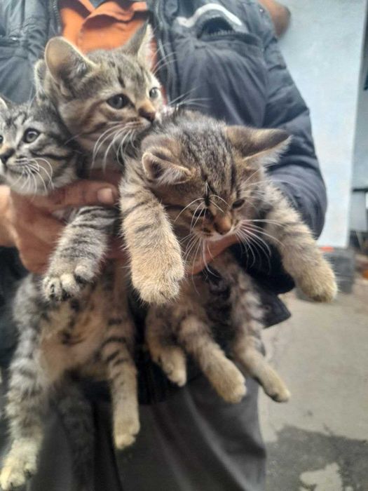 Кошенята в добрі руки безкоштовно