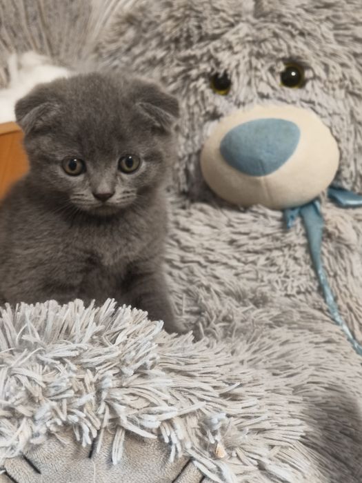 Чистокровні висловухі шотландські кошенята