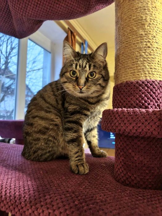 Спокійна стерилізована кішечка