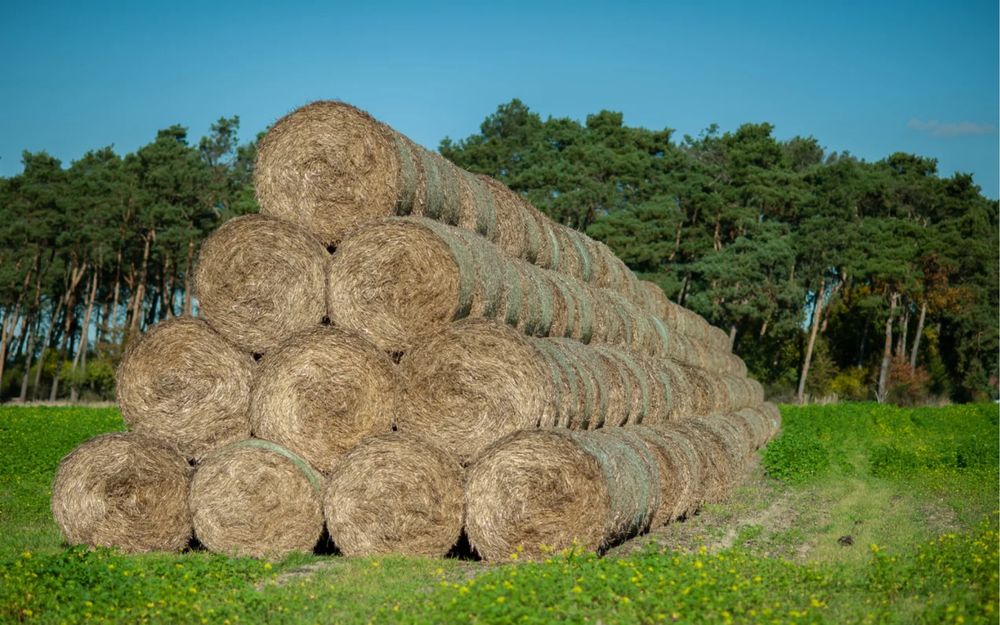 Słoma ze stogu.