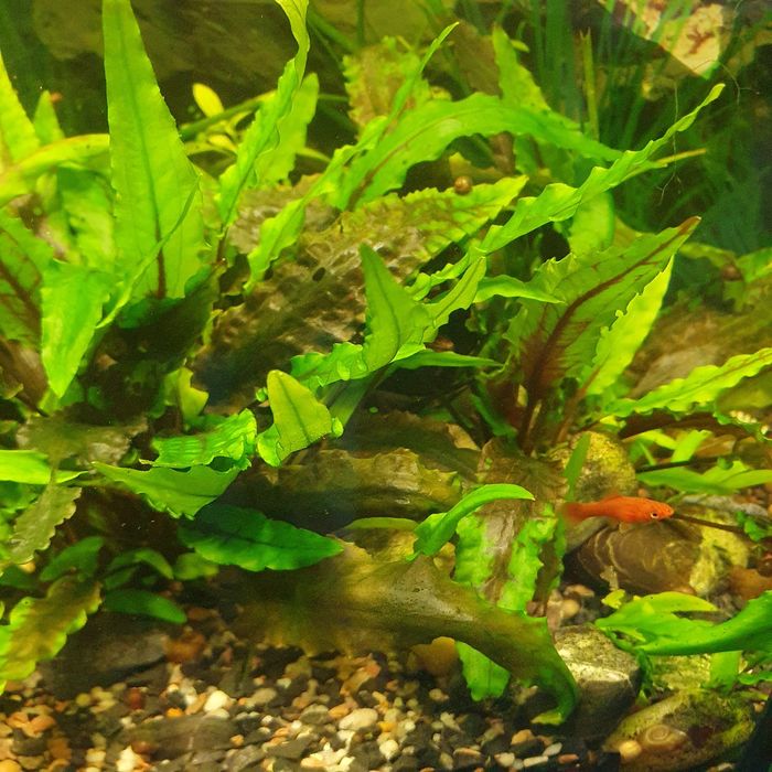 Торнеція колір бордовий тигрик та креветки рожев