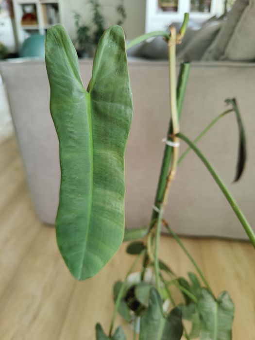 Filodendron atabapoense, piękny, kolekcjonerski