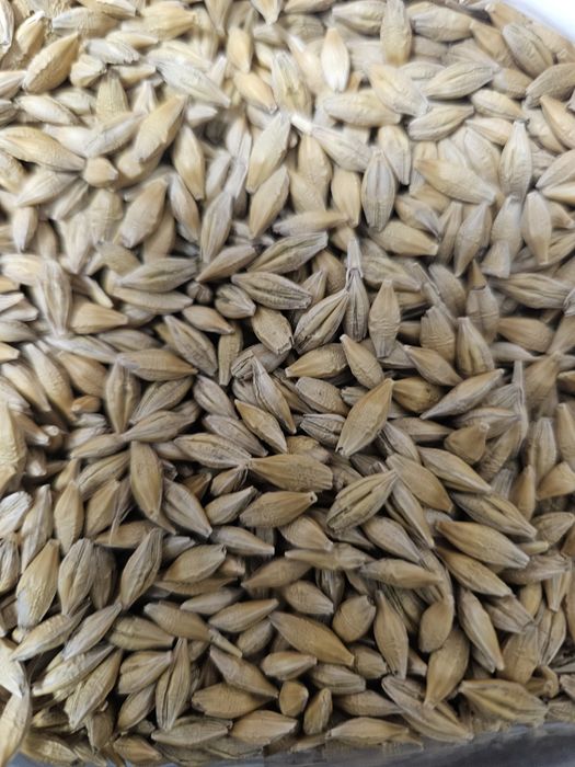 Продам Насіння Ярого Ячменю, Овесу, Соняшника, Кукурудзи та Інших Ярих