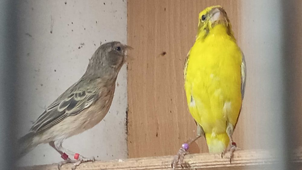 Kanarki Kulczyk Flaviventris 2024 sprowadzone z Włoch