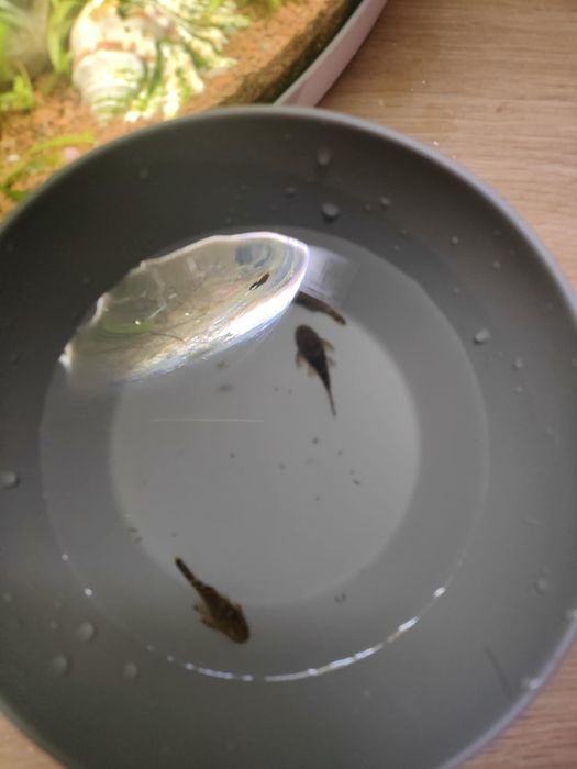 Małe zbrojniki czarne i albino