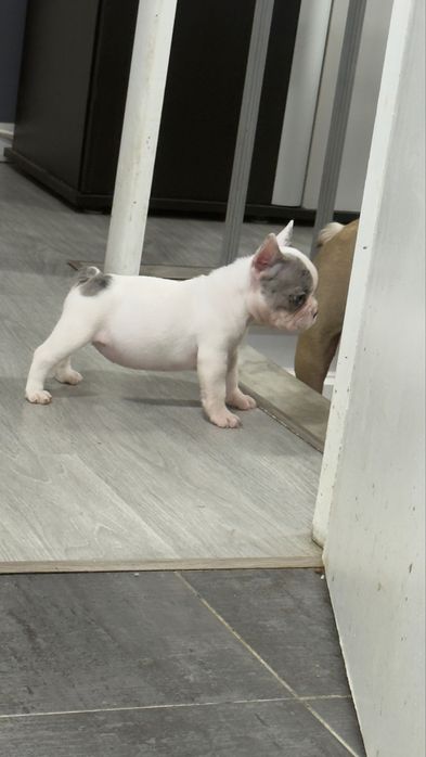 Menina buldog frances blue merle pied