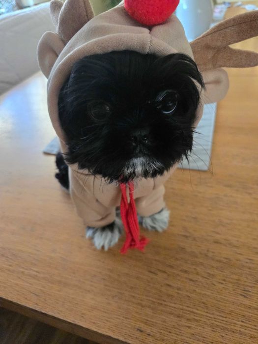 Shih tzu piękna suczka szuka kochającego domku