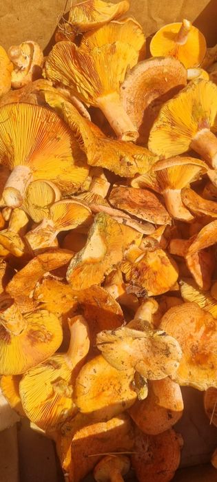 Rydze  świeże grzyby  rarytas wśród grzybów