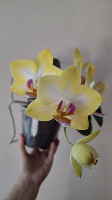 Орхідея фаленопсіс Sweet Girl