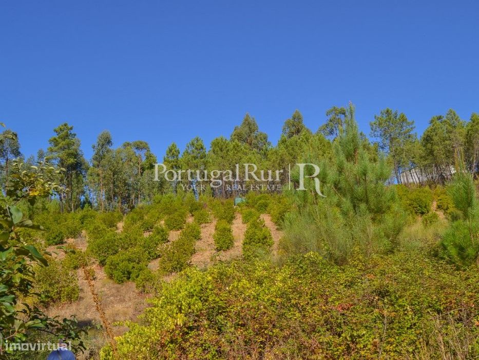 Terreno de 5.952 m² com plantação de medronhos em Proença-a-Nova