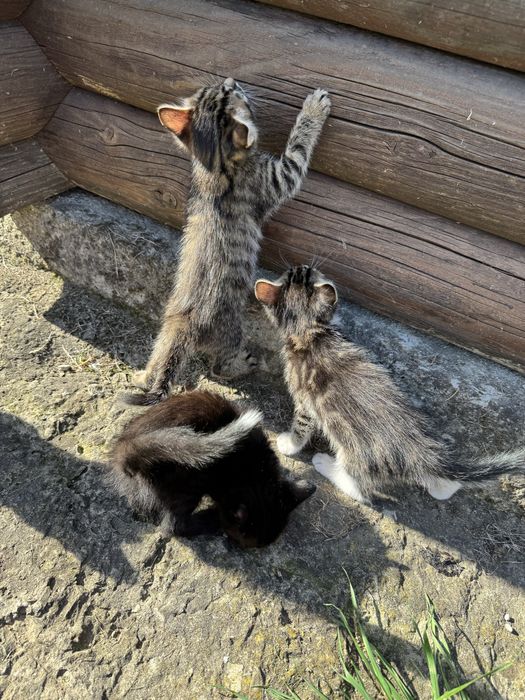 Віддам кошенят в добрі руки