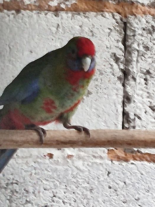 Cedo fêmea de rosella penant