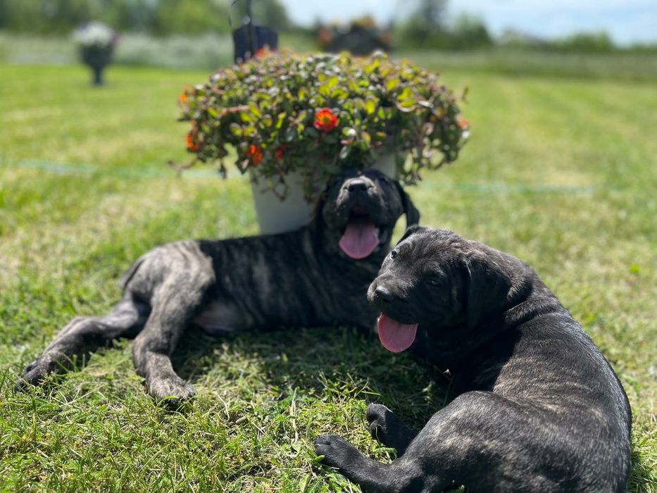 Szczenię dog canario  z metryką