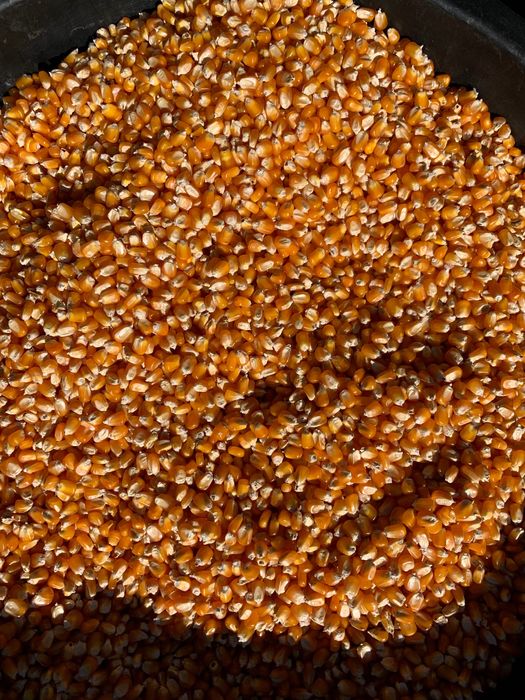 Milho de Grão Miúdo