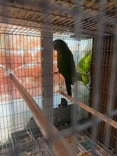Aratinga ariticaudata testa azul