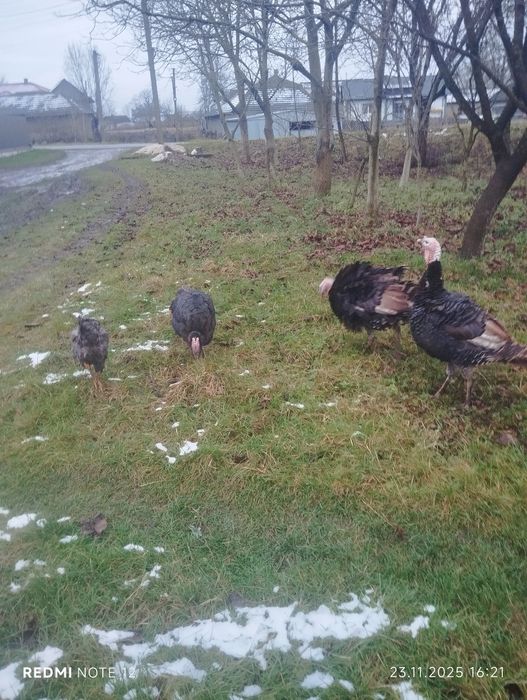 Продам молоді домашні індики