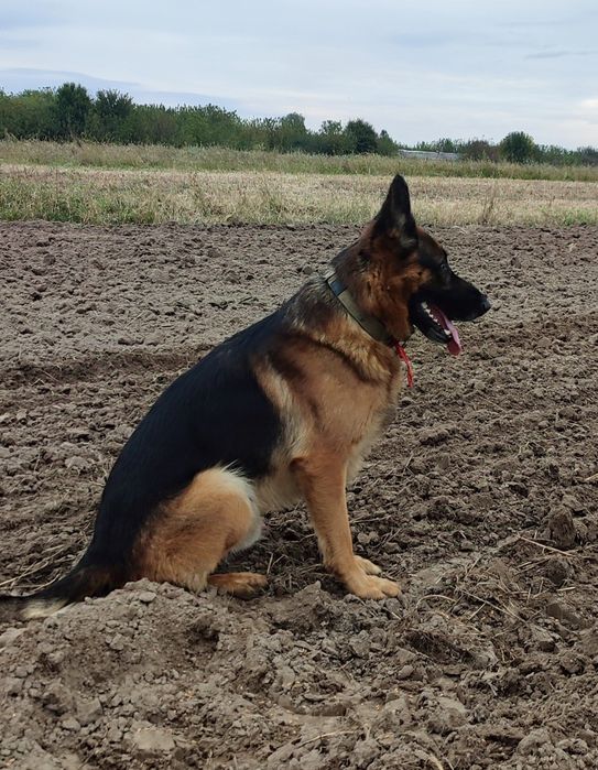 Кабель Німецької Вівчарки на в'язку