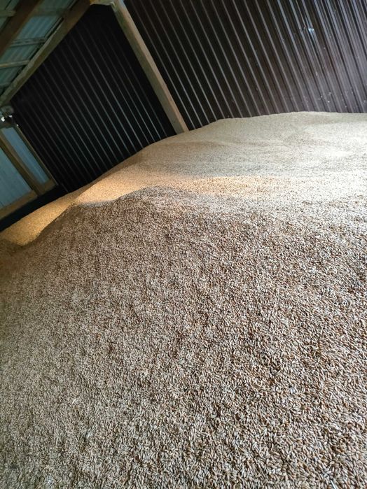 Pszenica pszenżyto owies