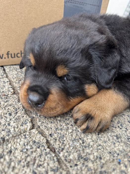 Rottweiler Conan