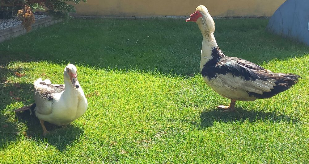 Kaczor kaczka francuska