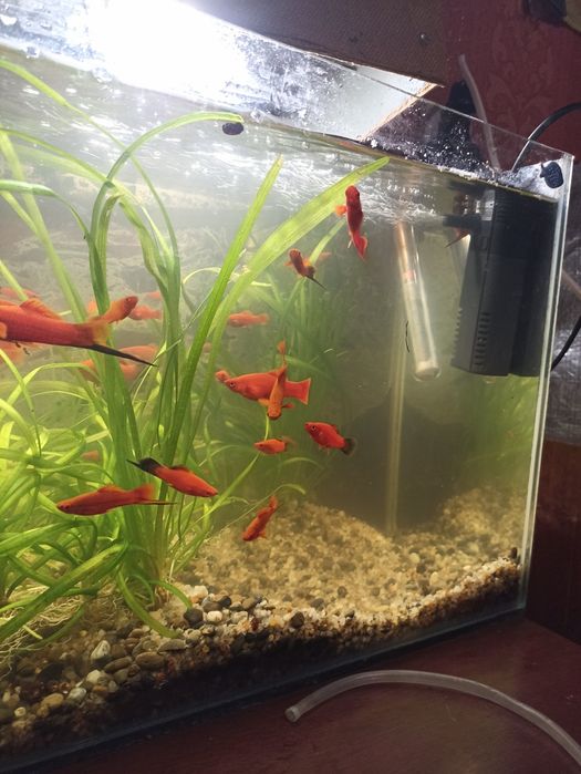 Рыбки аквариумные Меченосцы.