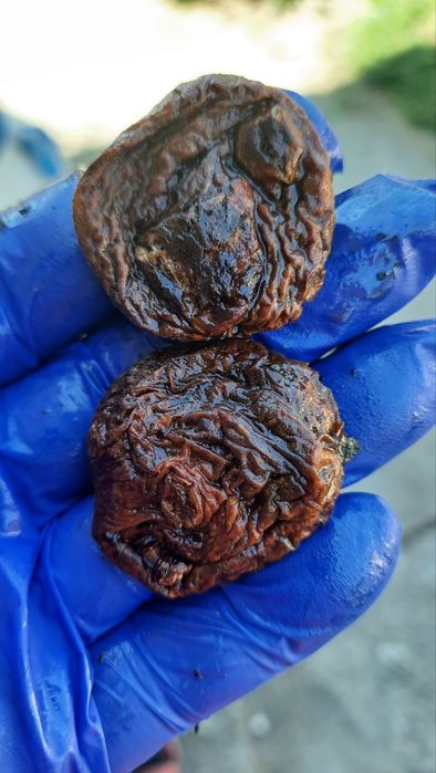 Абрикос сушений без кісточки урюк. КІСТОЧКА АБРИКОСА