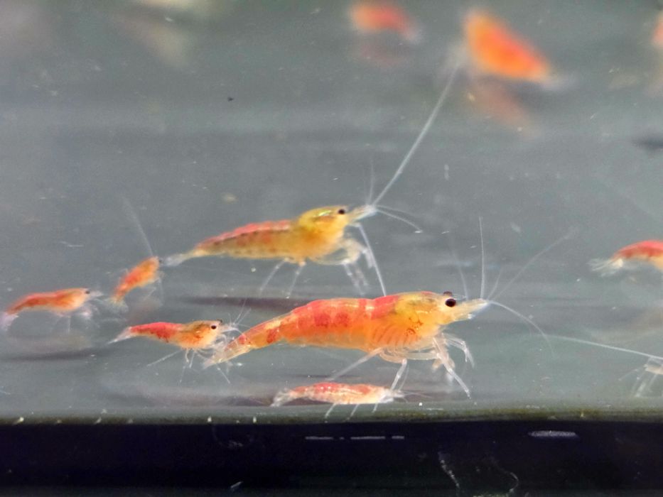 Krewetka caridina Calceo Bee Red Dragon