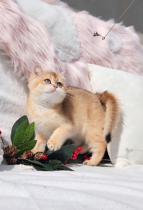 Шотландська дівчинка золота шиншила