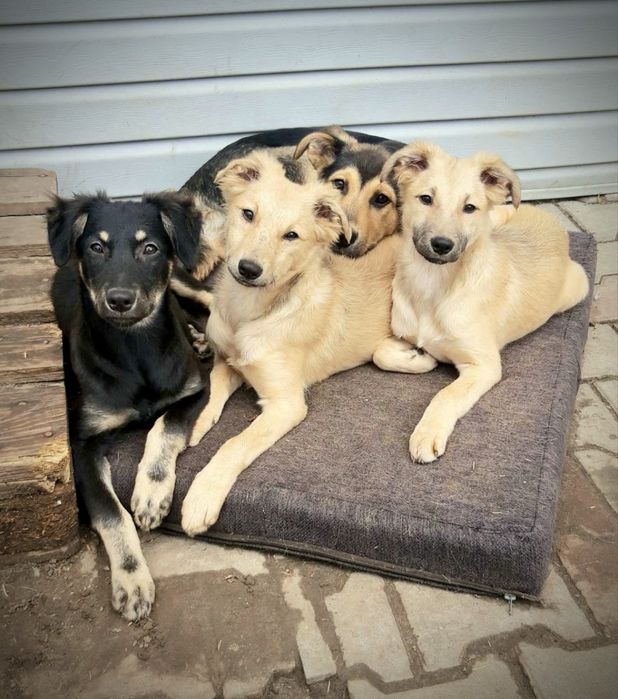 Лола, Верона та Меггі - врятовані цуценята в добрі руки!