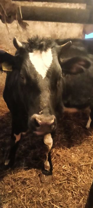 4 jałówki krowa ciele