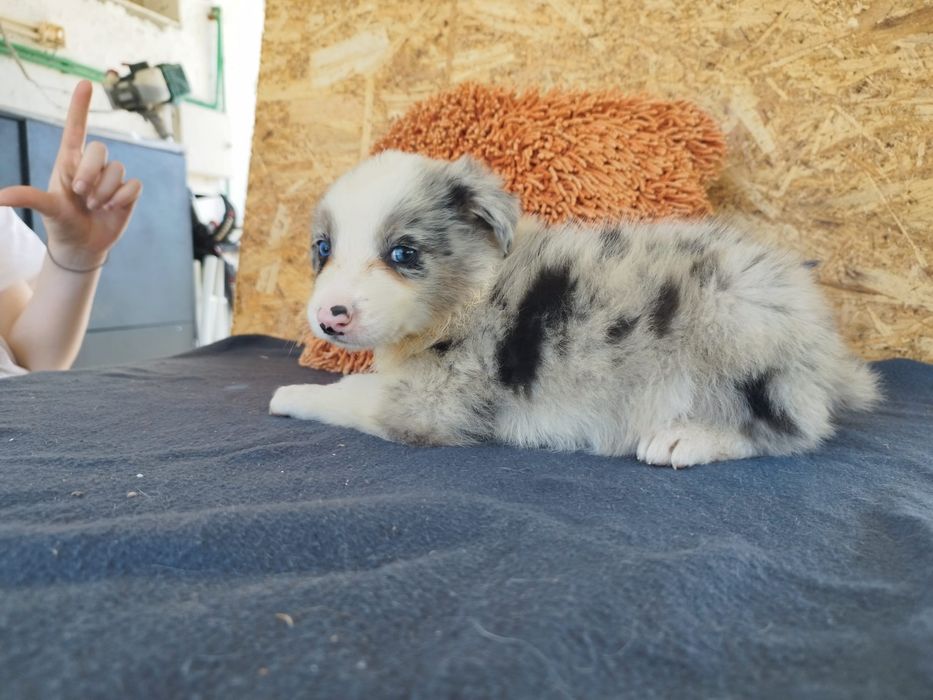 Border  collie com lop