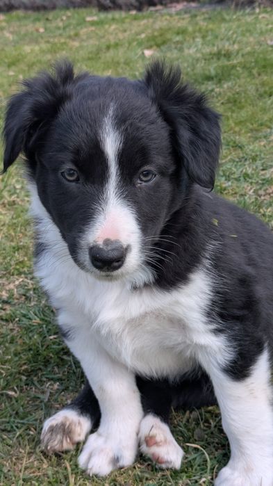 Border collie szczeniaki