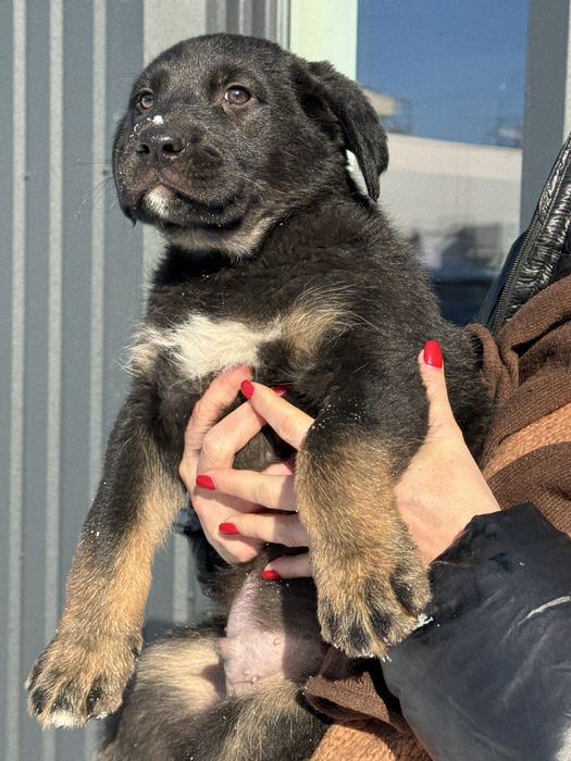 Щенок цуценя великий гарний метис