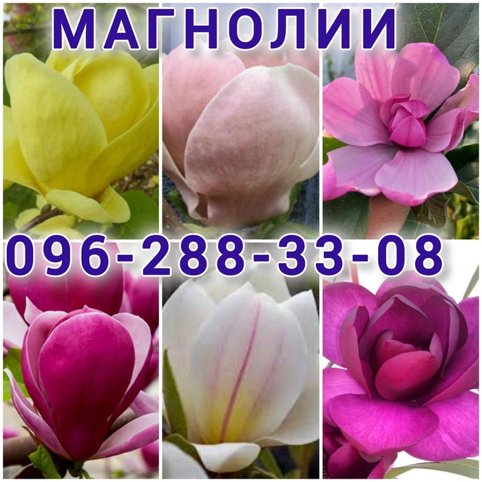 Магнолія Джені Сенсація Сетісфекшен Вотермелон Блек тюліп Вулкан Імператор Фелікс джурі  Інжир Абрикоса Яблуня Груша Айва Ківі Персик Нектарин Хурма