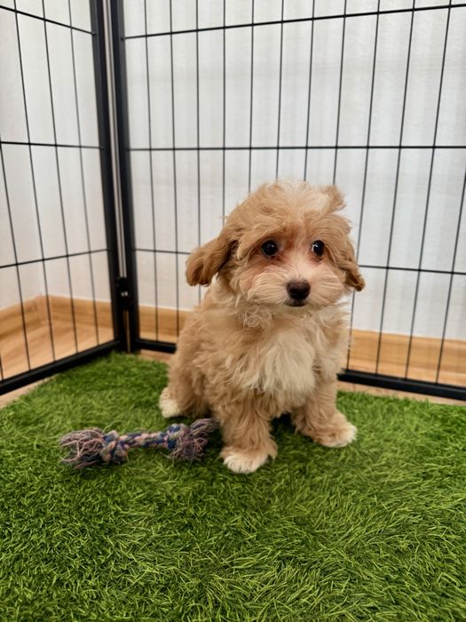 Maltipoo    Ciemna, maluteńka  sunia   ZAREZERWOWANA