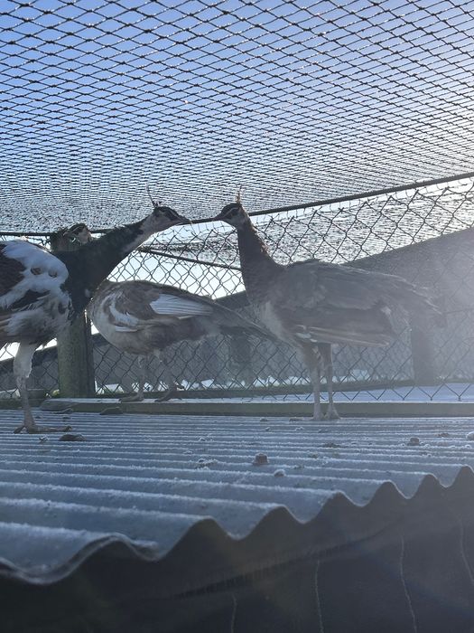 Vendo casal de pavões Alerquim