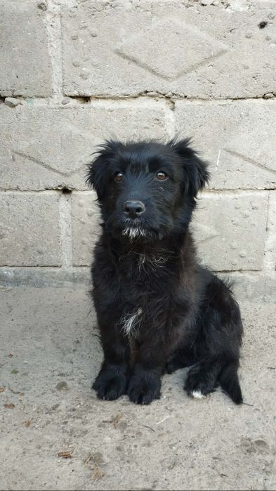 Oddam za darmo pieski w dobre ręce