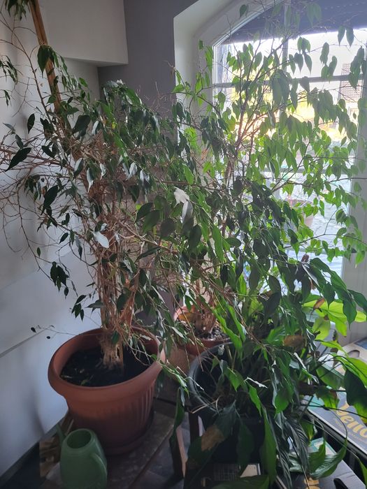 Dwa duże benjaminy kwiaty