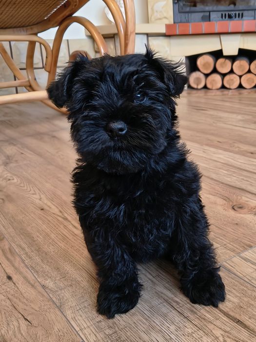 Sznaucer miniaturowy