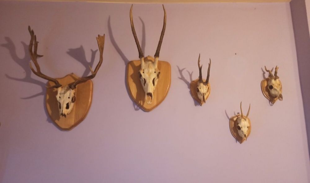 Zestaw trofea przepiekne poroże