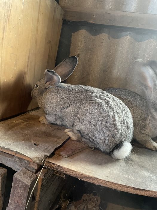 Кролиці Шиншили, вік 5 місяців