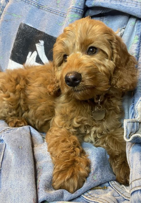 Braylee Cavapoo F1B Pudel Miniaturowy & Cavapoo F1