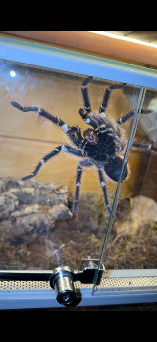 Ptasznik Gramostolla pulchripes samiec