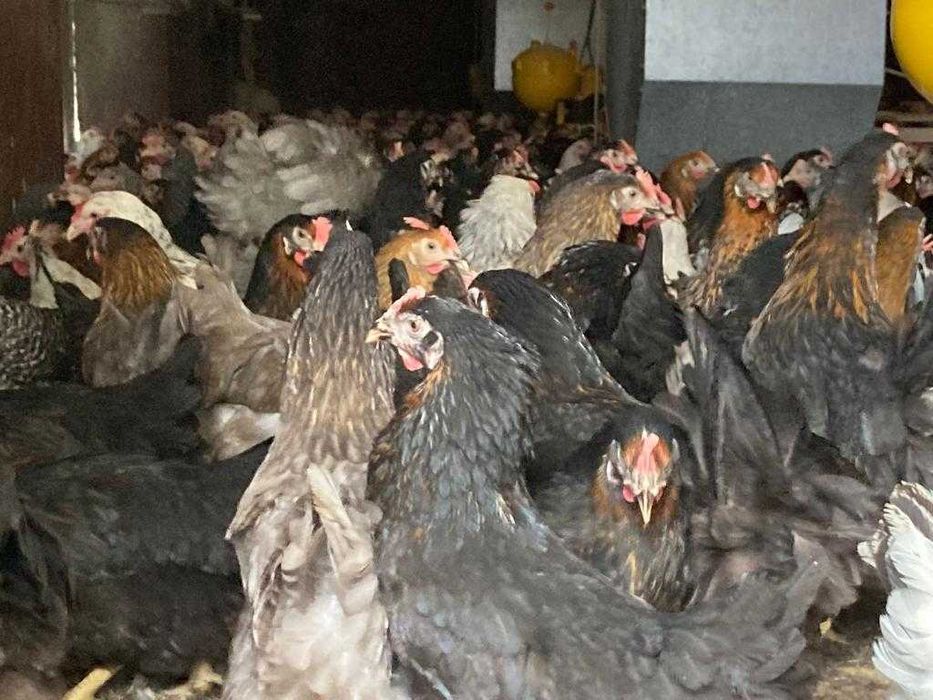 KURY NIOSKI 25tyg.z pierwszym jajkiem.Piękne zdrowe kury. Dowóz Gratis