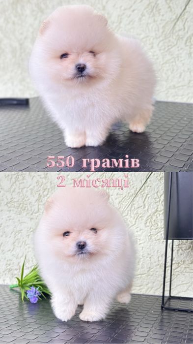 Дітки померанськрго шпіц