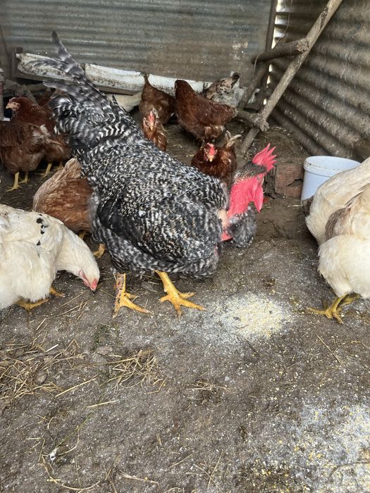 Ovos galandos de várias racas