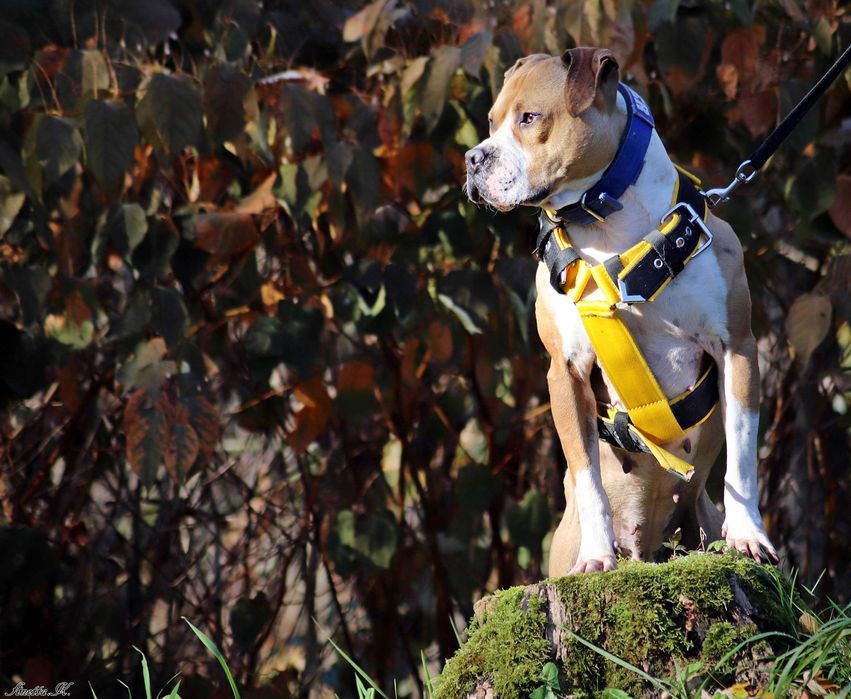 Odmień los pitbullki Ginger