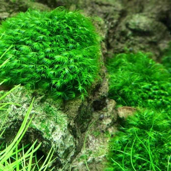 Mech Phoenix Moss Fissidens Fontanus