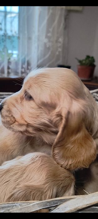 Англійський(gold)кокер  спаніель