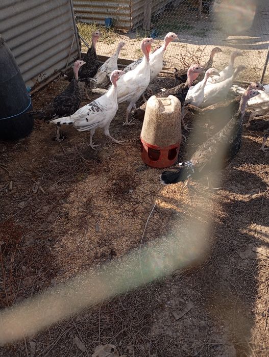 Perus bons para o natal